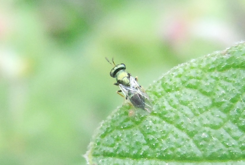 Piccolo, verde metallizzato:  cfr. Pteromalidae
